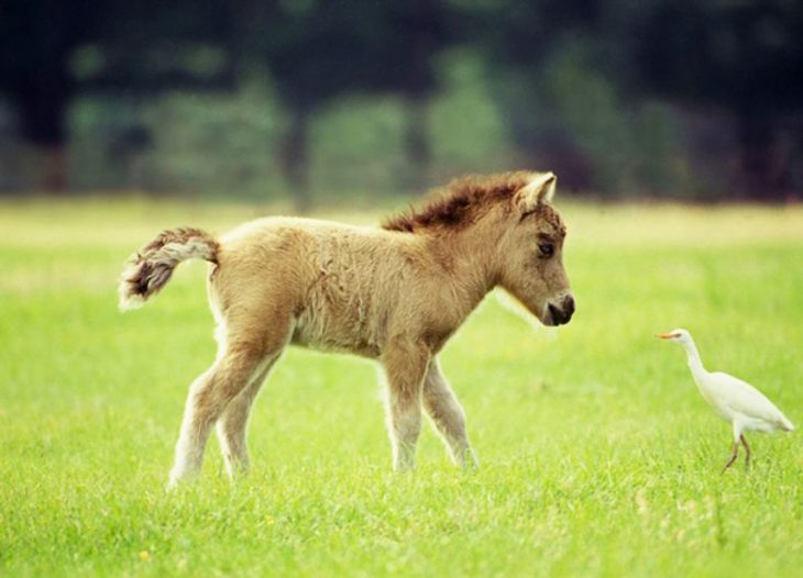 Caballo miniatura color café claro 