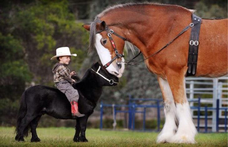 Bebé como jinete de un caballo miniatura y un caballo grande