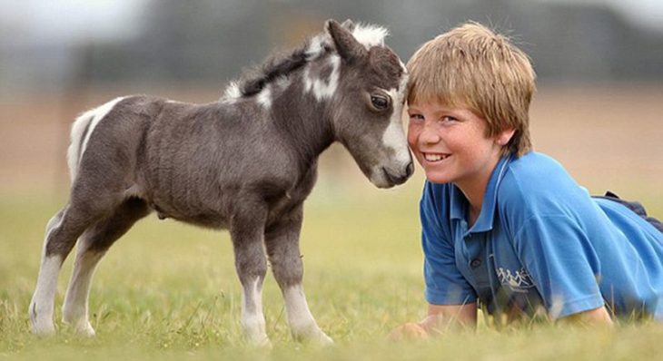 Chico junto a un caballo miniatura 