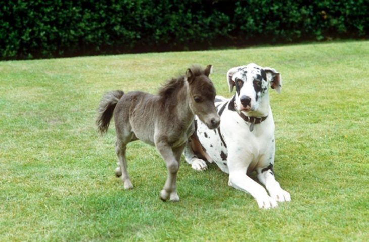 Caballo miniatura junto a un gran perro