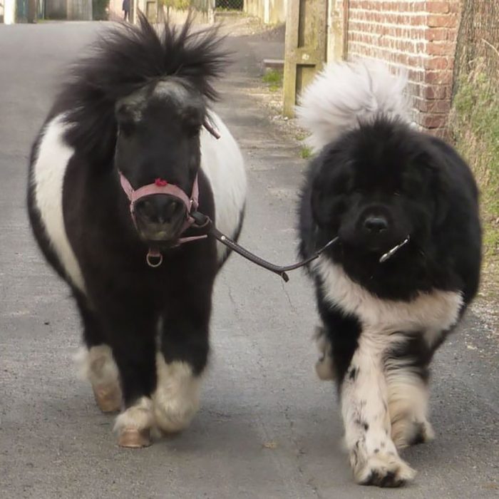 Un perro paseando a un caballo miniatura 