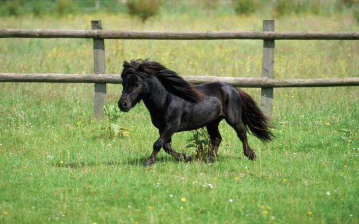 Caballo miniatura color negro 