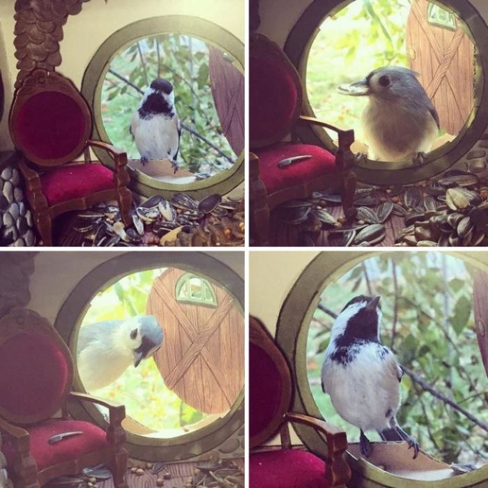 Aves comiendo adentro de la casa