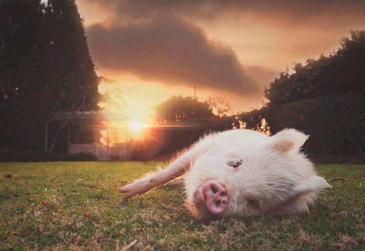 Un cerdito recostado sobre el pasto durante el atardecer.