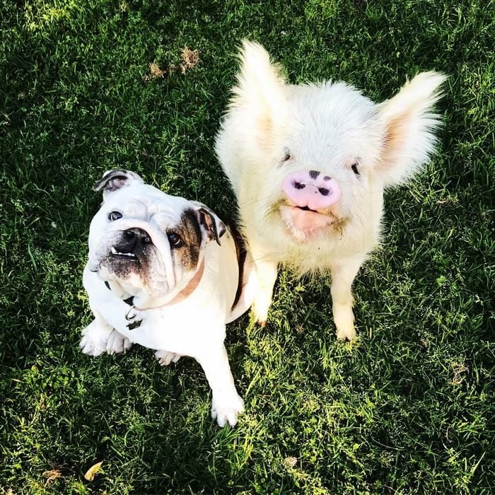 Un perro bulldog francés una cerdita 