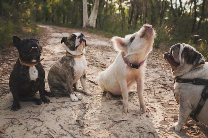 Un cerdito y unos perritos ladrando