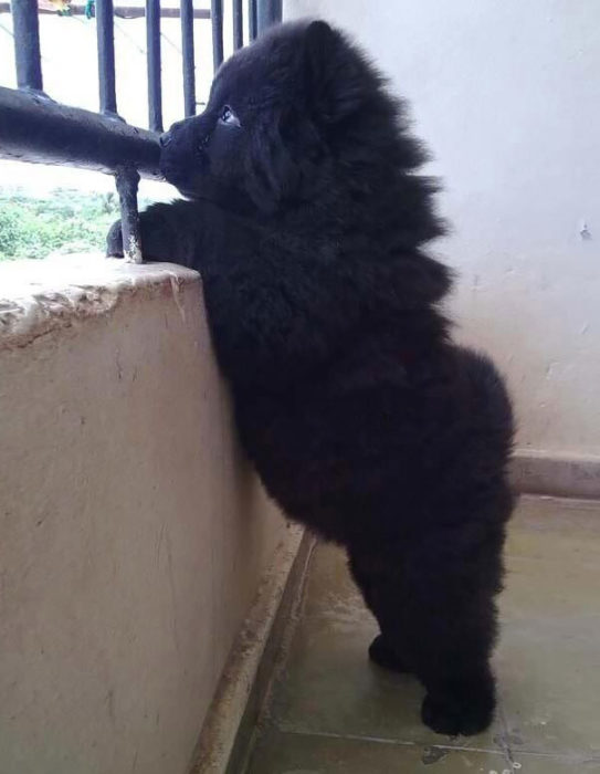 Cachorro negro asomada por la ventana