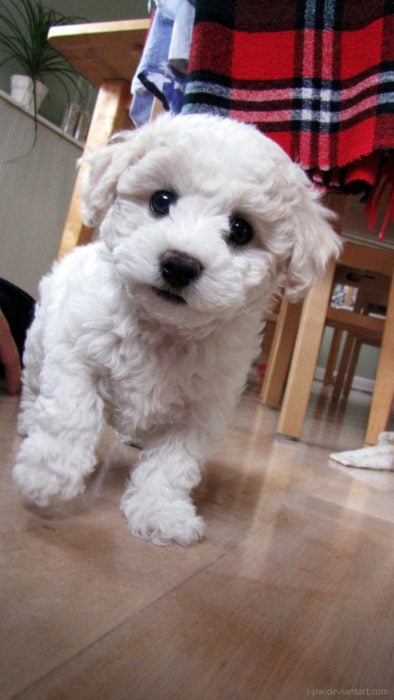 Cachorro tierno - blanco mirando a la cámara
