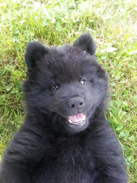 Cachorro negro en el pasto