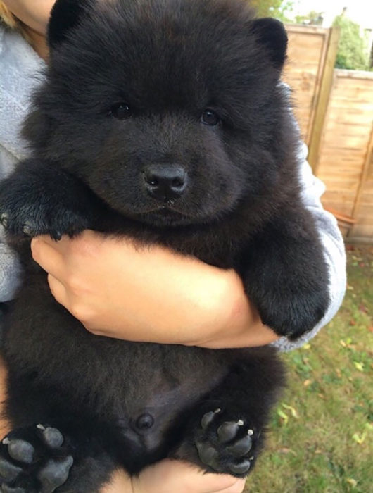 Cachorro negro gordito