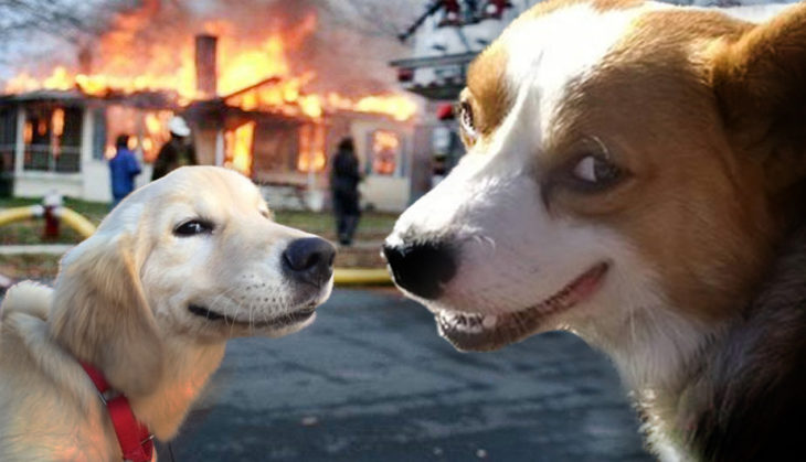 Batalla de Photoshop Corgi - Dos perros y casa en fuego al fondo