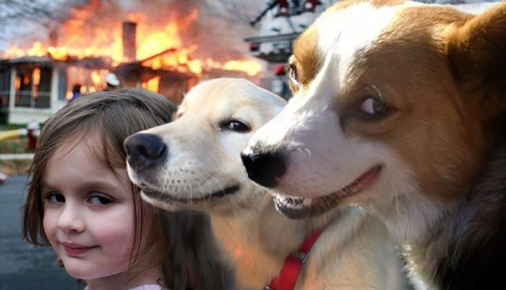 Batalla de Photoshop Corgi - niña y perros casa en fuego