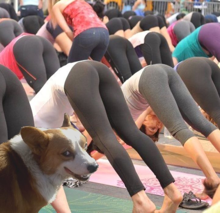 Batalla de Photoshop Corgi - Corgi en clase de Yoga de mujeres