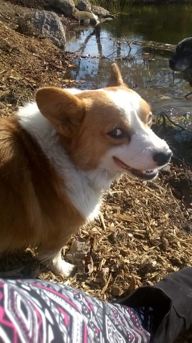 Foto Corgi viendo a la cámara de lado