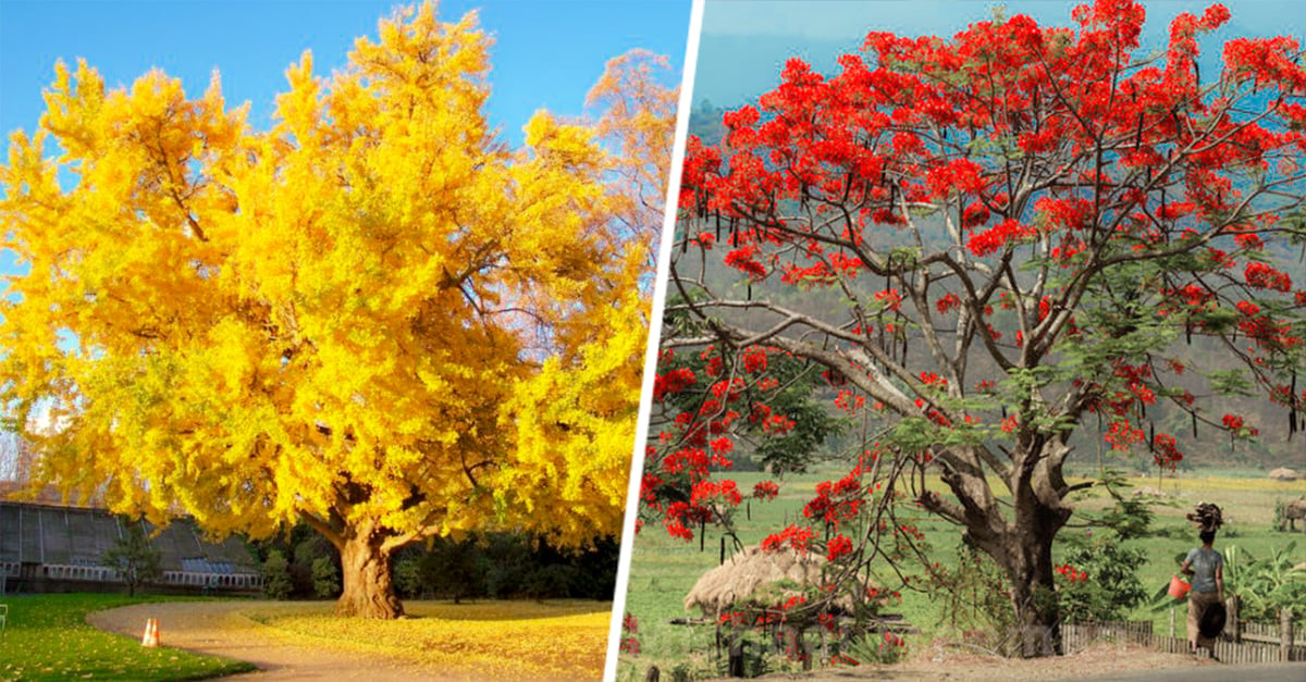 15 de los árboles más bonitos que existen en el planeta