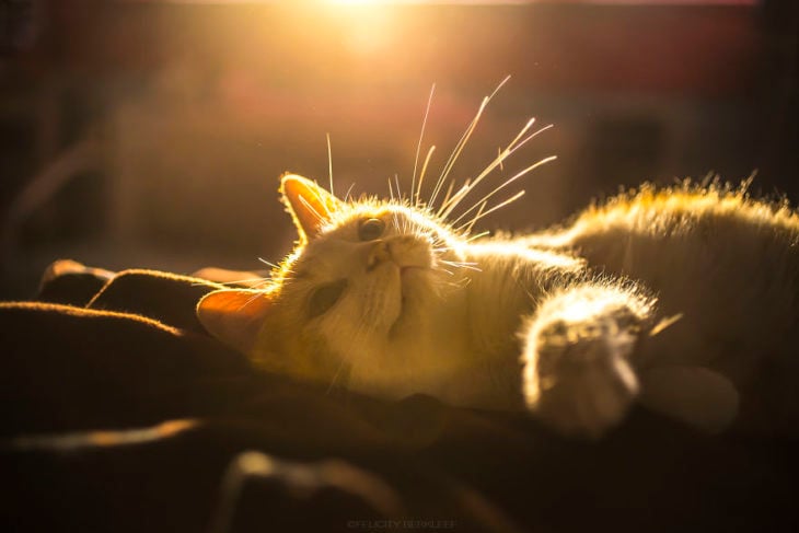 Una gatita muy tierna recostada