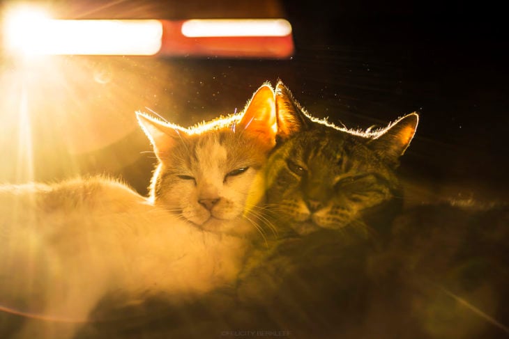 Dos gatos a punto de dormir 