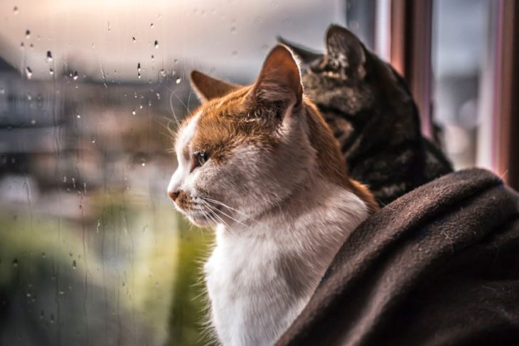 Dos gatos mirando por la ventana 