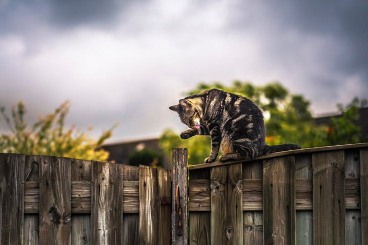 Un gato lamiéndose la pata