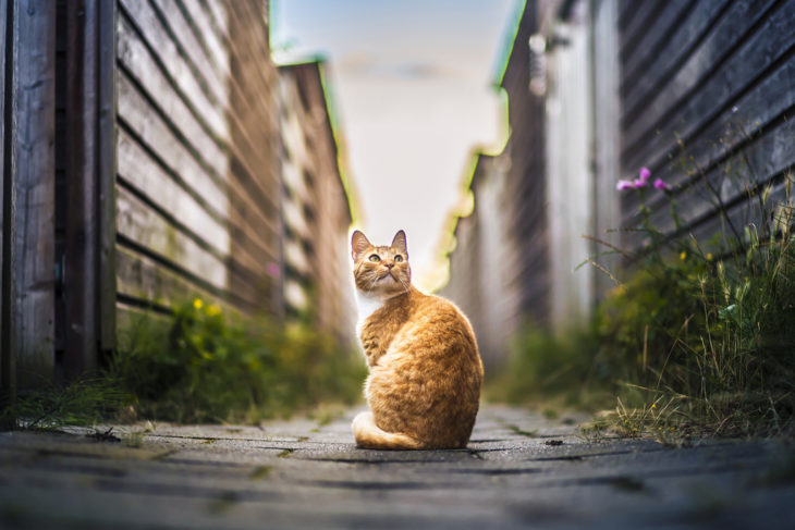 Gato de espaldas en un callejón 