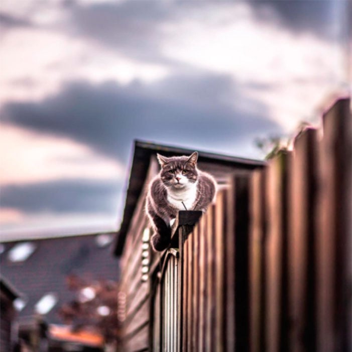 Gato caminando sobre el barandal 