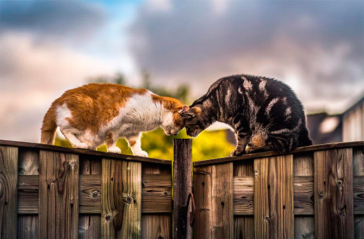 Dos gatos fotografiados juntos 