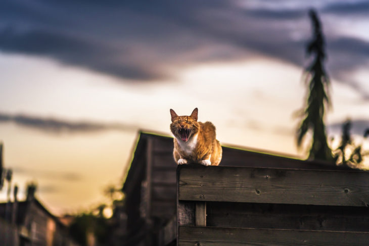 Un gato en la azotea 