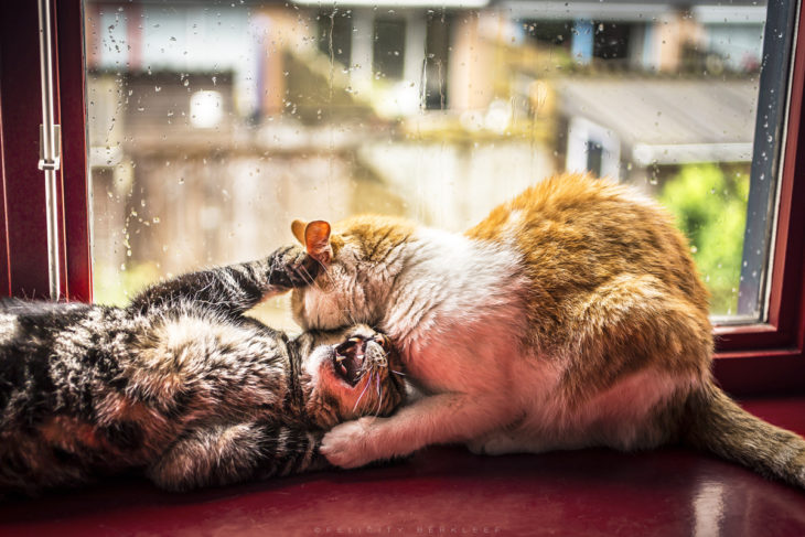 Dos gatos jugando en la ventana