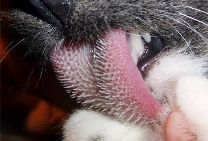 La lengua de un gato vista de cerca