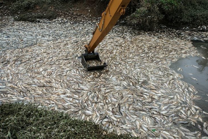peces muertos por la contaminación del río 