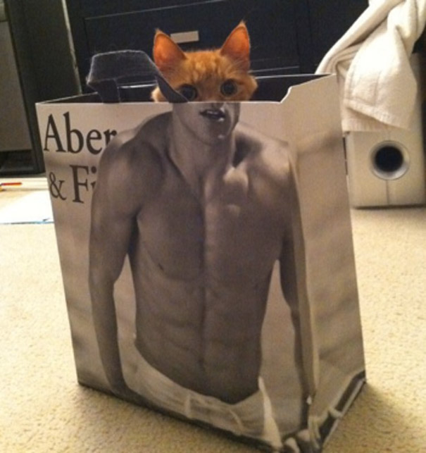 Foto de un gato adentro de una bolsa de abercrombie & fitch