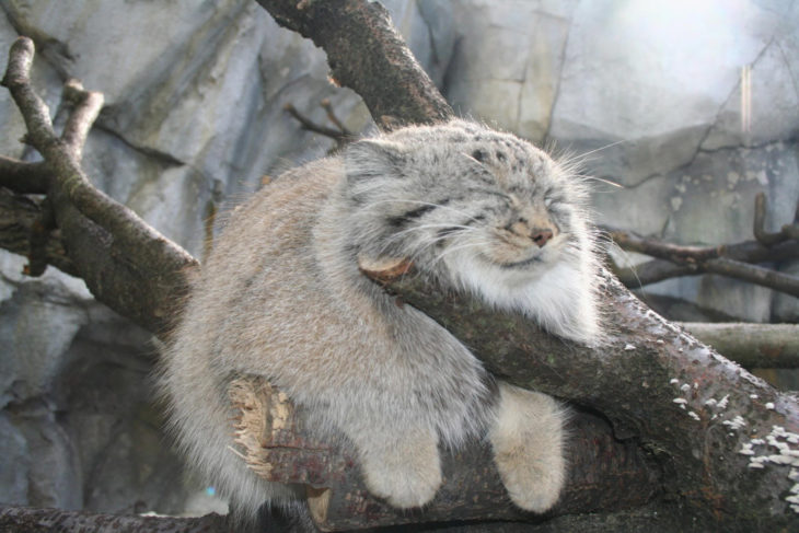 Gato de manul dormido en un tronco