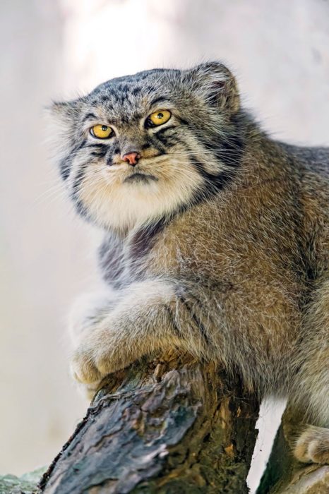 Un gato de manul posando seriamente para la foto