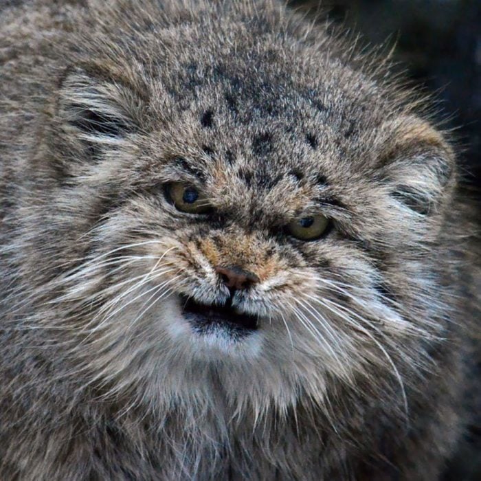 Gato de manul molesto 