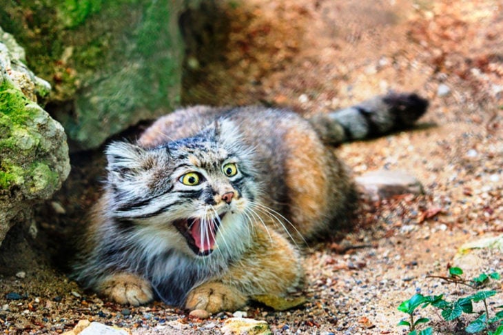 Gato de manul sonriendo a carcajadas