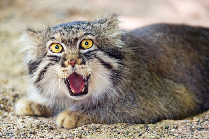 Un gato de manul sorprendido 