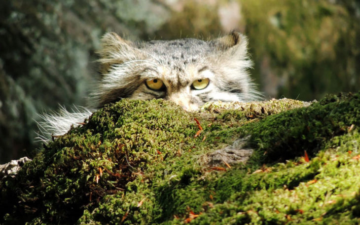 Gato de manul mirando detrás de un tronco 