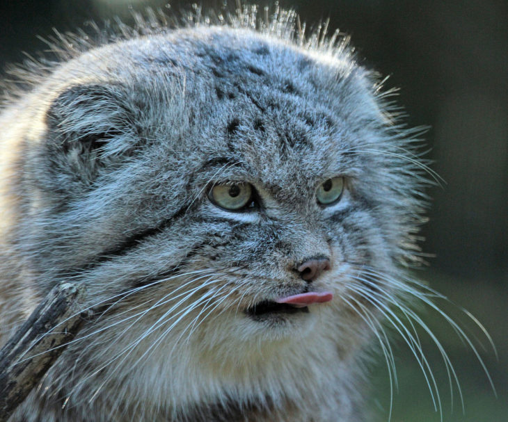 Un gato de manul sacando la lengua 