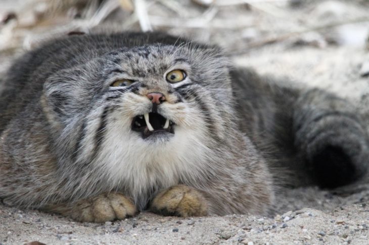 Gato de manul mostrando sus colmillos 