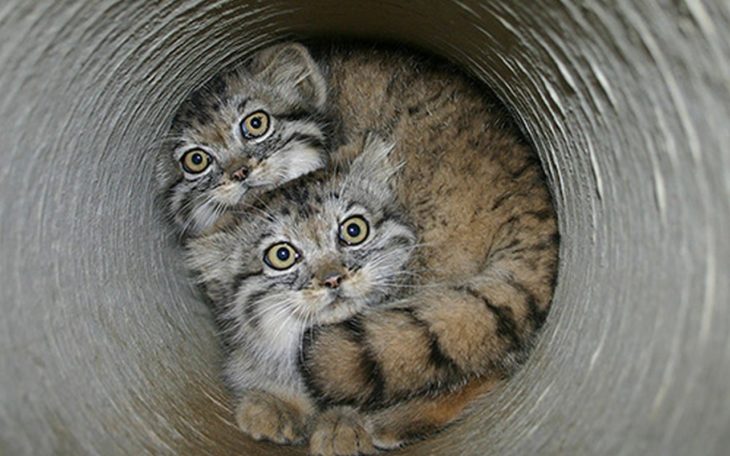 Gatitos de manul escondidos