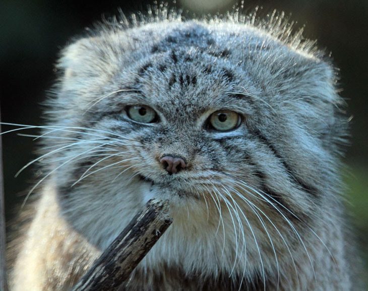 Gato de manul que parece que no está convencido 