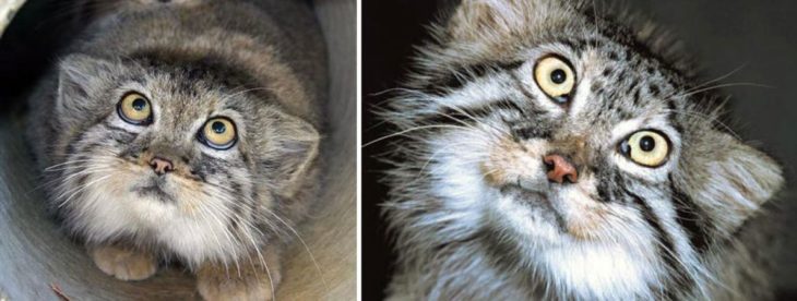 Gato de manul con ojos amarillos