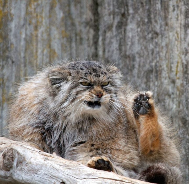 Gato de manul enojado 