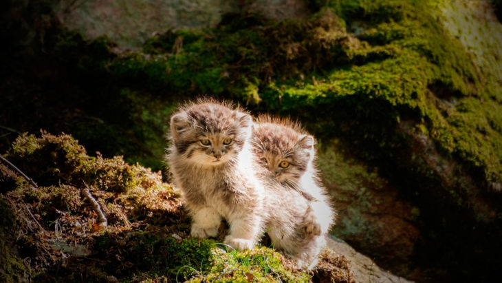 Dos gatitos de manul 