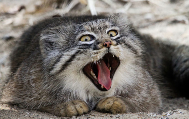 Un gato de manul muy alegre