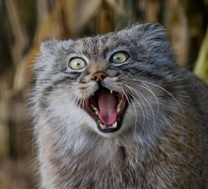 Gato de manul muy contento 