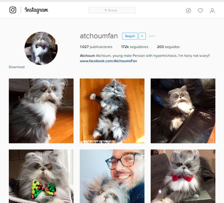 Instagram del gato-perro