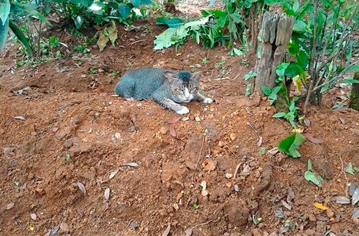 Un gato sobre la tumba de su dueño 