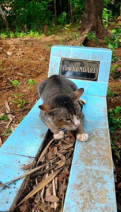 Gato en la tumba de su dueño 