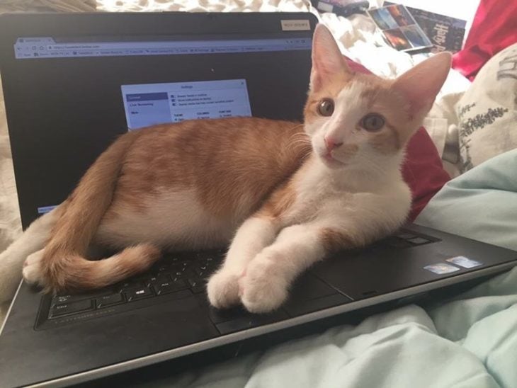 Gato acostado en la computadora portátil 